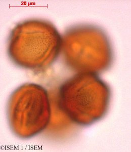 ISEM 1/Oreopanax_palamophyllus_29322/Oreopanax_palamophyllus_29322_0001(copy)_thumb.jpg